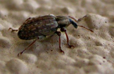 Alfalfa Weevil 5