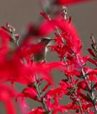 Feeding on Pineapple Sage 3