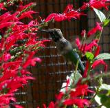 Feeding on Pineapple Sage 11