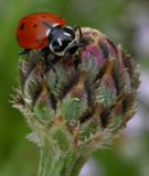 Ladybird Beetles (Ladybugs)