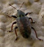 Alfalfa Weevil 3