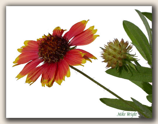 Indian Blanket on White FCB