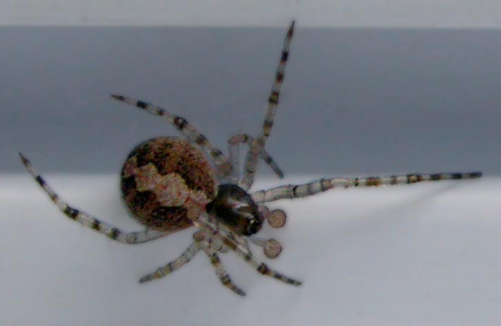 framespider2603.jpg