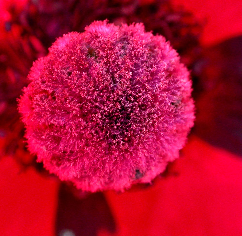 Poppy 19