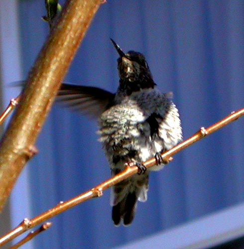 Exploding Hummer