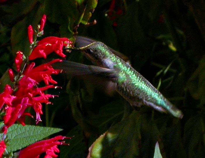 Feeding on Pineapple Sage 8