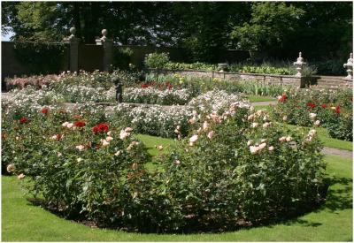rose garden lyme park