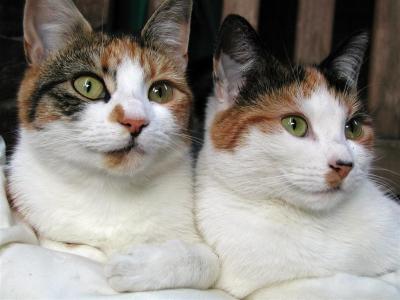 Molly and Tammy