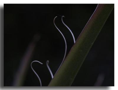 Century Plant, Mesa Verde