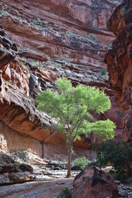 Cottonwood.jpg