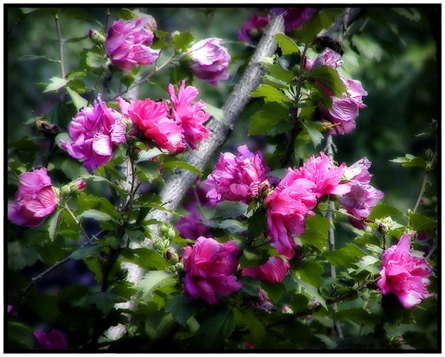 Rose of Sharon.jpg