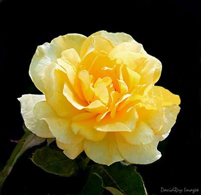 Yellow Rose 10