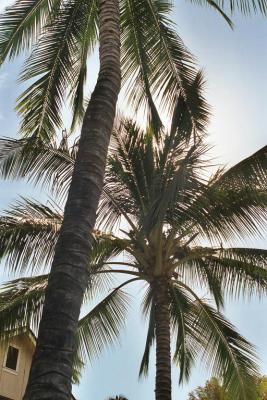 Palm Trees in Kauai.JPG