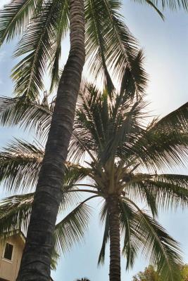 u36/davronb/medium/23686178.PalmTreesinKauai.jpg