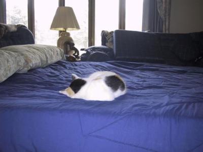 Cat's Bed 2.jpg