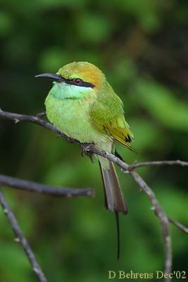 Little-Green-Bee-eater-2.jpg
