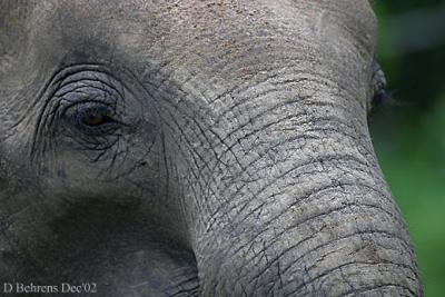 Asian-Elephant-3.jpg