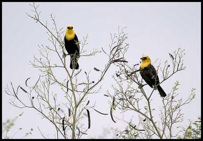 Yellow-hooded Blackbird