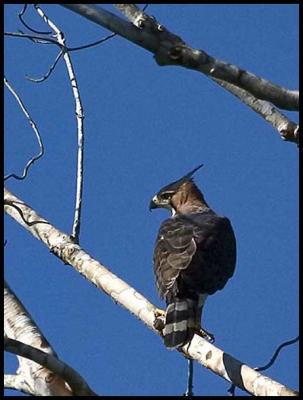 Ornate Hawk-Eagle(Spizaetus ornatus)