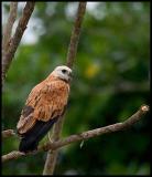 Black-collared Hawk