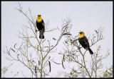 Birds of  Peru