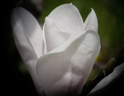 Cherry04_003.jpg