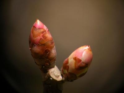 Cherry04_053.jpg