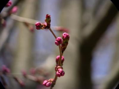 Cherry04_054.jpg