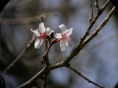 Cherry04_055.jpg