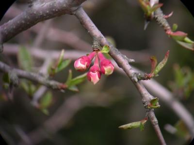 Cherry04_056.jpg