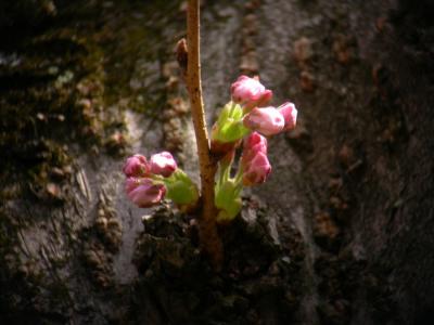 Cherry04_060.jpg