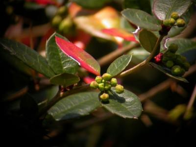 Cherry04_061.jpg