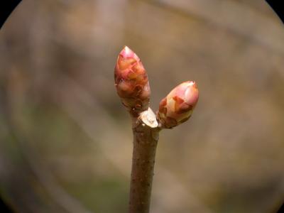 Cherry04_067.jpg