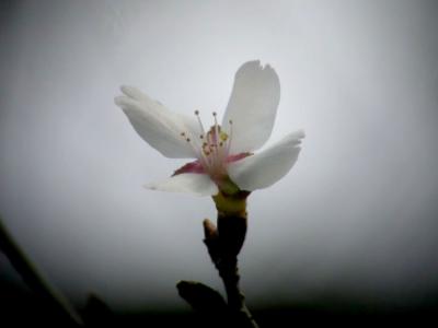 Cherry04_068.jpg