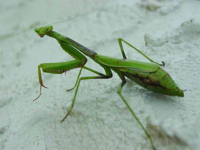 Praying Mantis