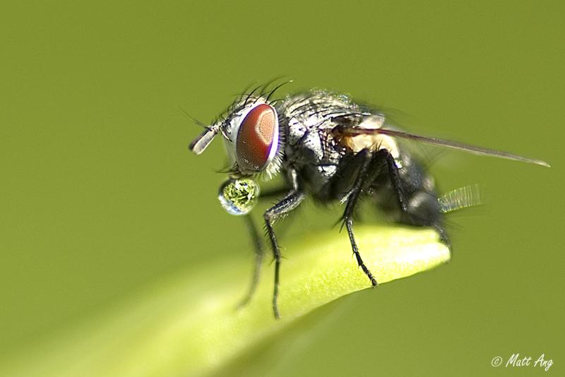 Thirsty Fly