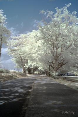 Pathway (Colored IR)