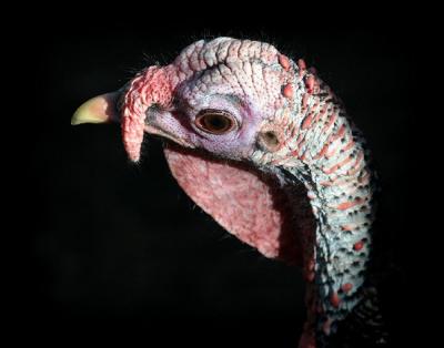 turkey face cincy rebel