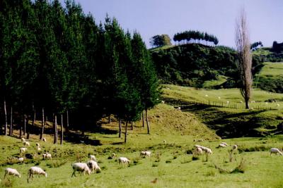 One of the Many Farms in Pio Pio