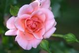 IMG_0085.jpg