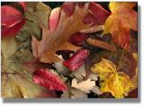 Autumn Leaves