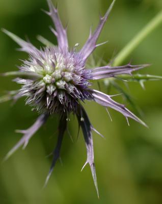 Eryngo 01.jpg