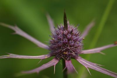 Eryngo 02.jpg