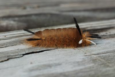 Pale Tussock Caterpillar 02.jpg