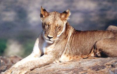 drowsy in the warm sun. . .