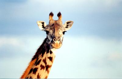 closer view of masai giraffe. . .
