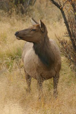 RMNP-Elk Cow-W.jpg