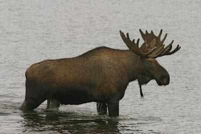 Denali-Wonder Lake Moose1w.jpg