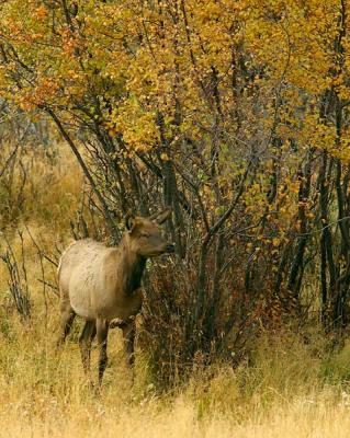 RMNP-Elk Cow1w.jpg