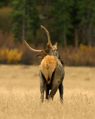 RMNP-Young Bull-w.jpg